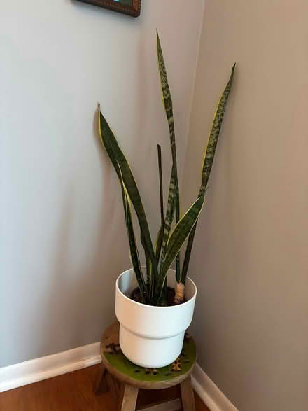Photo of free Snake Plant (Near Hobson/Woodridge Dr) #1