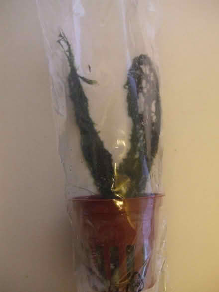 Photo of free Aquarium plant (Stretford M32) #1