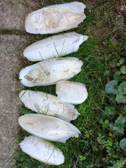 Photo of free Cuttlefish bone for budgies and other aviary birds (Summertown OX2) #1