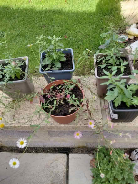 Photo of free Erigeron plants (Stroud GL5) #1