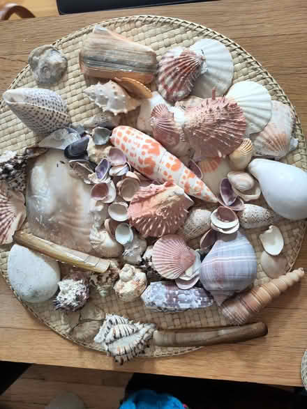 Photo of free Sea shells (Wingrave HP22) #1