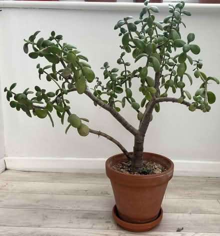 Photo of free Large money plant (KT23 Great Bookham) #1