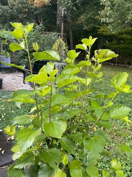 Photo of free Hibiscus Plant (Sleepy Hollow, NY) #1