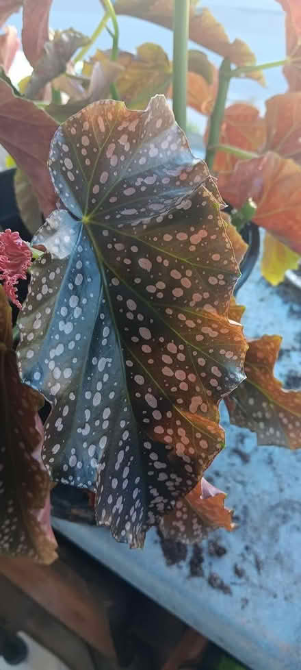 Photo of free angel wing begonia...pruned (melrose) #1