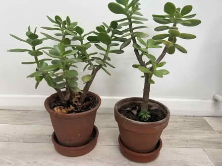 Photo of free 2 money plants (KT23 Great Bookham) #1