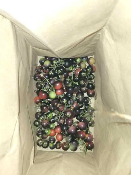 Photo of free Tomatoes (Elmvale Acres) #1