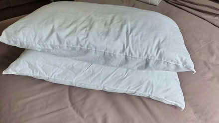 Photo of free Pair of polyester filled pillows (North Winchester) #2
