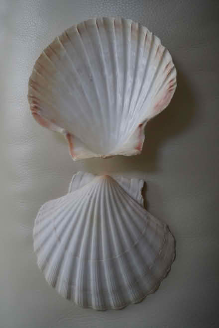 Photo of free approx 34 scallop shells (Yatton BS49) #2