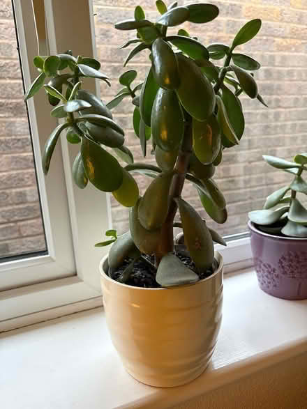 Photo of free Jade plant (Sutton Courtenay OX14) #1