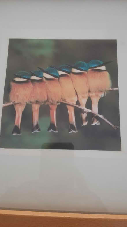 Photo of free picture of birds (peacehaven BN10) #4