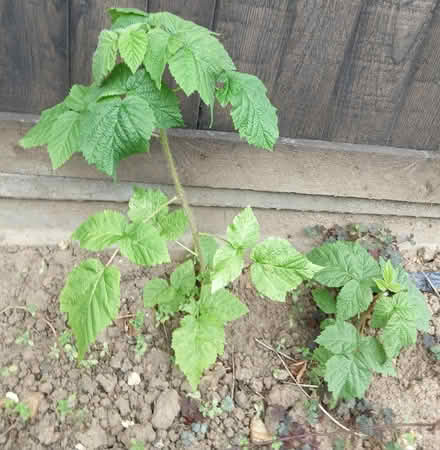 Photo of free Raspberry canes (Burnham) #1