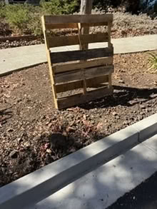 Photo of free Wood Pallet (mt. carmel) #1