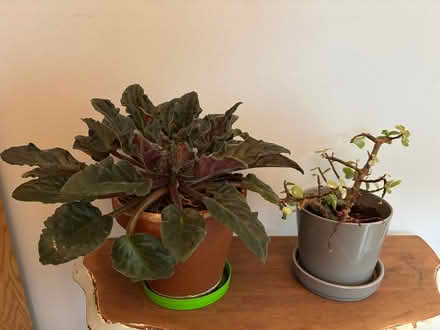 Photo of free African Violet & Elephant Jade (Near Hobson/Woodridge Dr) #1