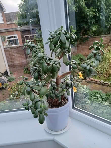 Photo of free Money house plant (Crewe, Rope CW2) #1