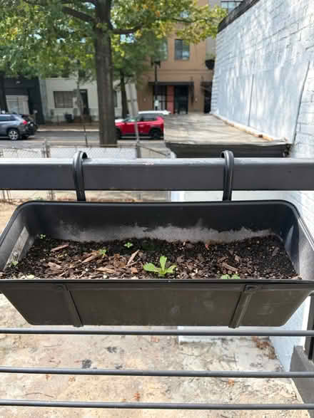 Photo of free 5 window boxes (Park View) #1