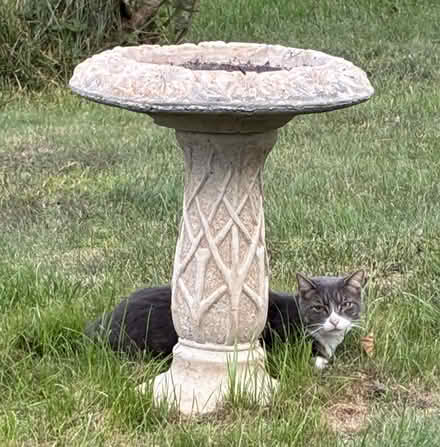 Photo of free Concrete Bird Bath (Saugerties) #1