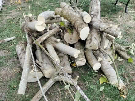 Photo of free Freshly cut sycamore logs (Bray SL6) #1