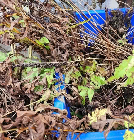 Photo of free Oodles of ferns Oct 14 (Wellington Village) #1
