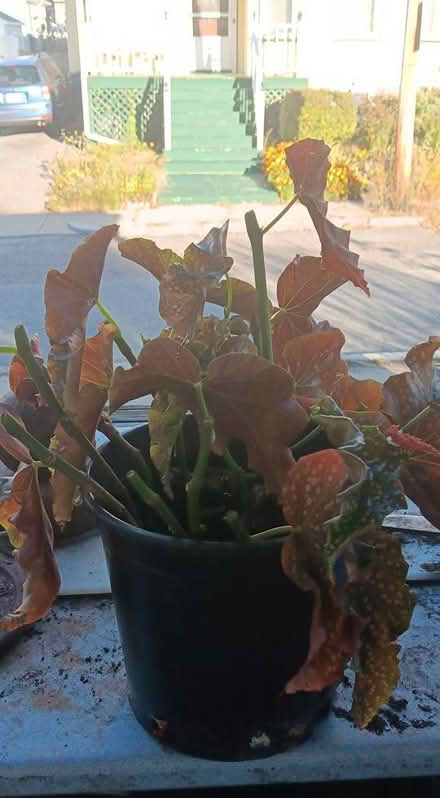 Photo of free angel wing begonia...pruned (melrose) #2