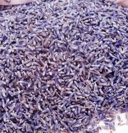 Photo of I'd like to have some dried lavender (Dingle L8) #2