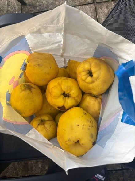 Photo of free Windfall of quinces (Woodley, RG5) #2