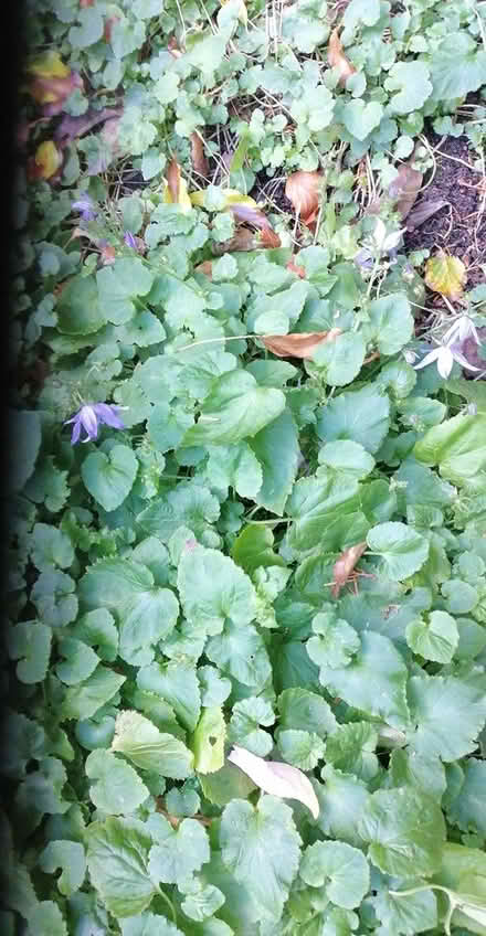 Photo of free Plants and Futon Bed @R95cc03 (R95cc03) #3