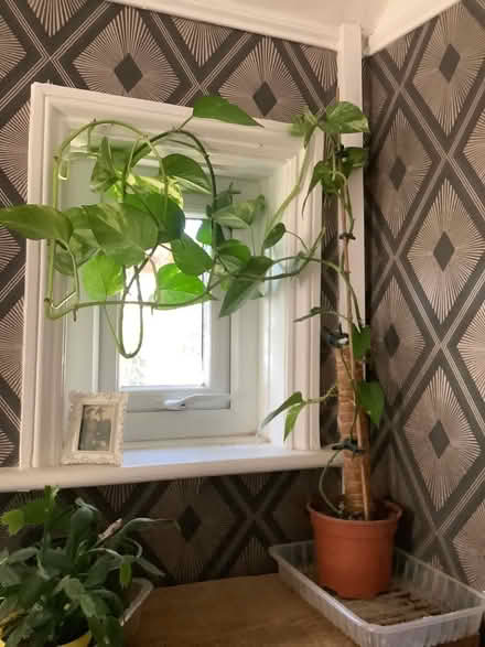 Photo of free Devils ivy (Hatfield AL10) #1