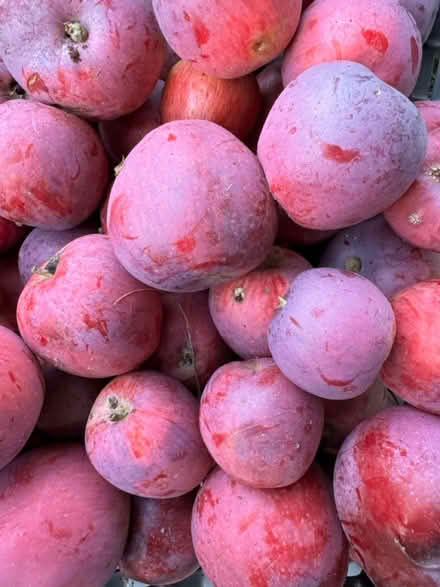 Photo of free Apples — no chemicals (McCollum Park area) #2