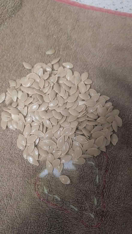 Photo of free Reclaimed Pumpkin Seeds (Belle Vue WF1) #2