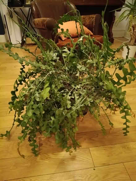 Photo of free Large indoor plant with pot (Abingdon OX14) #1