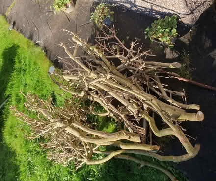 Photo of free Branches/wood (Morecambe LA4) #1