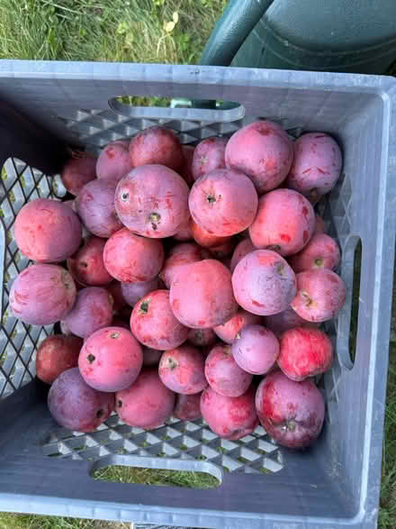 Photo of free Apples — no chemicals (McCollum Park area) #1