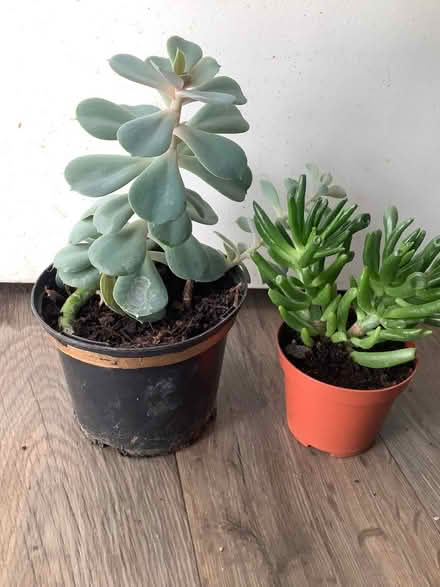 Photo of free Succulents (Hatfield AL10) #1