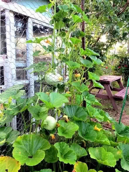 Photo of free Reclaimed Pumpkin Seeds (Belle Vue WF1) #1