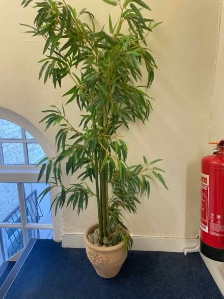 Photo of free Artificial plant (Pontefract WF8) #1