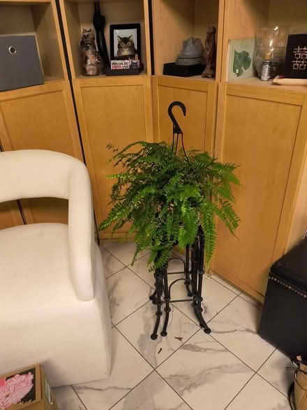 Photo of free Stubborn Boston Fern (10 Mile and Middlebelt) #1
