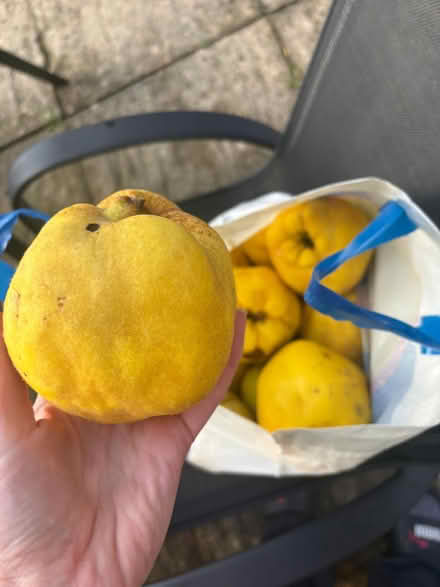 Photo of free Windfall of quinces (Woodley, RG5) #1