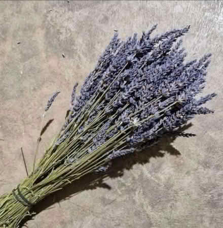 Photo of I'd like to have some dried lavender (Dingle L8) #1