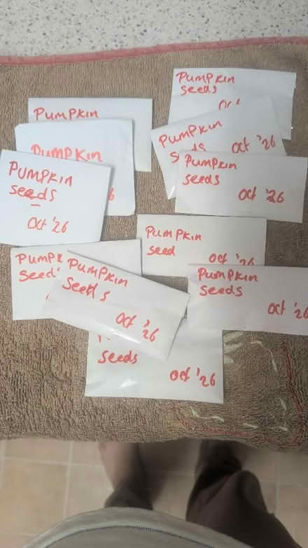 Photo of free Reclaimed Pumpkin Seeds (Belle Vue WF1) #3