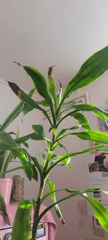 Photo of free Corn plant (Shoreditch E2) #2