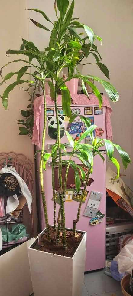 Photo of free Corn plant (Shoreditch E2) #1