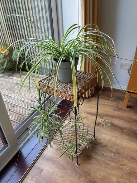 Photo of free Large spider plant (Shelfield WS4) #1