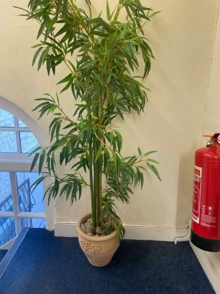 Photo of free Artificial plant (Pontefract WF8) #2