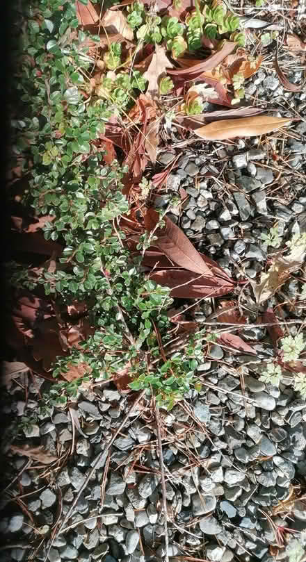 Photo of free Plants and Futon Bed @R95cc03 (R95cc03) #2