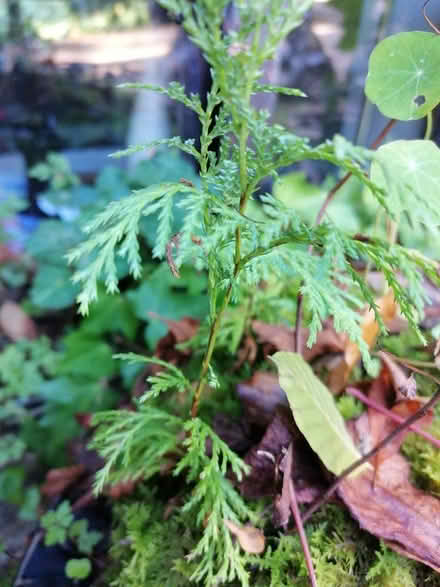 Photo of free Plants and Futon Bed @R95cc03 (R95cc03) #4