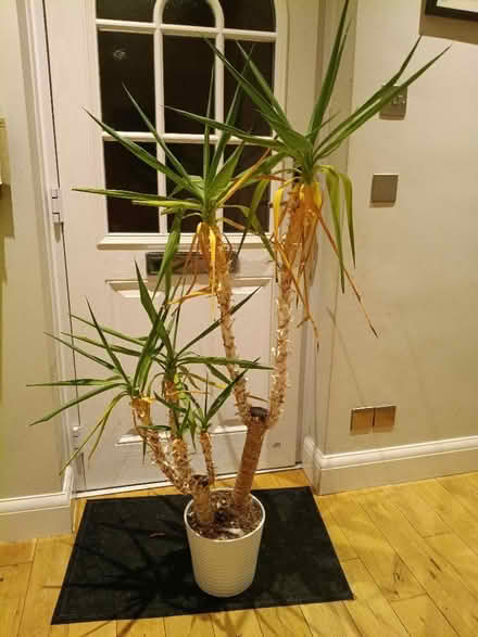 Photo of free Indoor plant tall with pot (Abingdon OX14) #1
