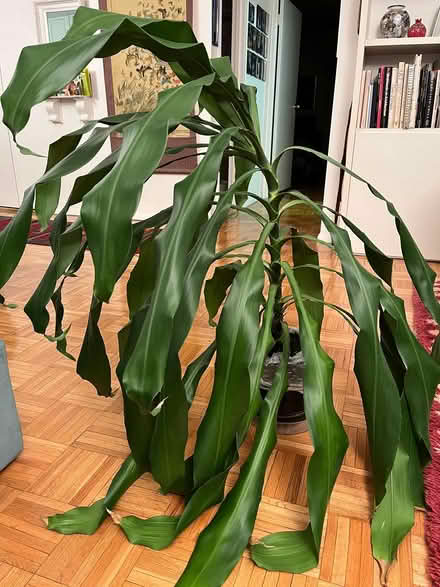 Photo of free Corn Plant (upper east side) #1