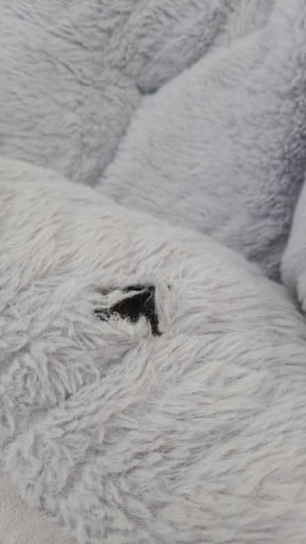 Photo of free Pet bed (Longton PR4) #2