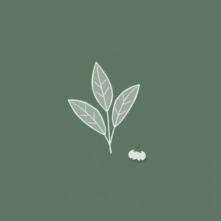 Photo of free Organic Sage Leaves & Kangaroo Apple Seeds (Ramsgate CT11) #1
