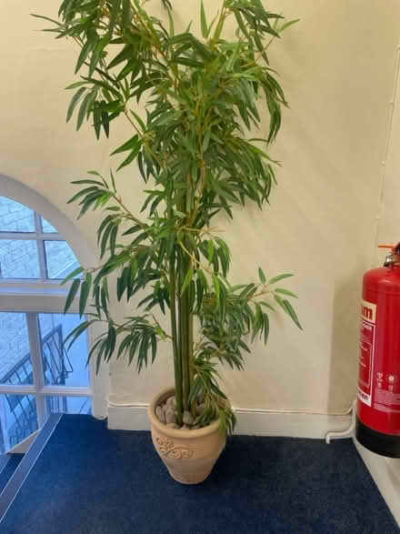 Photo of free Artificial plant (Pontefract WF8) #3